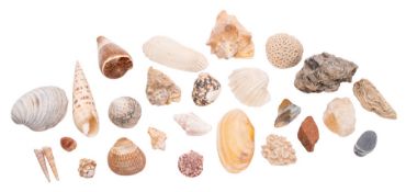 A collection of various shells and miner