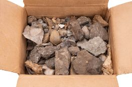 A collection of Ammonites and other foss