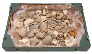 A mixed collection of fossils and minera