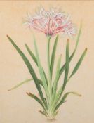 Early 19th Century Chinese school - A study of a Crinum lily - Watercolour - Unsigned -