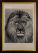 After Rosa Bonheur (French, 1822-1899) - Study of a Lion - Engraving -