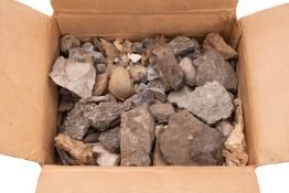 A collection of Ammonites and other foss