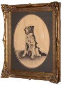 A.E. Cope (20th Century school) - Study of a sheepdog - Signed 'A.E. Cope/1948' lower right