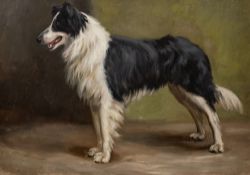 Cecil Ackland Hunt (British, late 19th / early 20th Century) - Study of a border collie