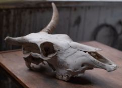 Natural history specimens, two bovine skulls, with horns;
