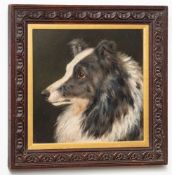 20th Century school - Head study of a border collie - Oil on board