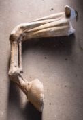 A plaster anatomical model of the leg of a horse, late 19th /early 20th century.