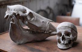 Two natural history specimens, a human skull with detached jawbone, 15cm high; and a horse's skull,