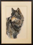 20th Century / 21st Century school - Study of a Wolf - Watercolour and chalk on paper - Unsigned