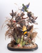 A late Victorian taxidermy bird group, naturally set on an ebony socle (dome missing),