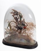 A late Victorian taxidermy Red Cardinal and two other birds ,