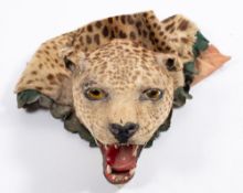 An early 20th century taxidermy leopard's head, unsigned, inset glass eyes,