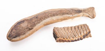 A whole fossilized Vinctifer comptoni specimen, 44cm long and a polished mammoth molar ,