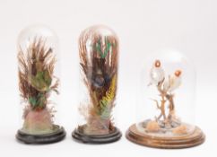 A pair of late 19th century taxidermy birds, naturally set under glass domes on ebony socles,
