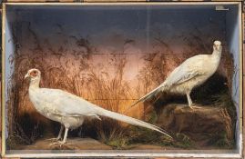 A pair of taxidermy white eared pheasants.