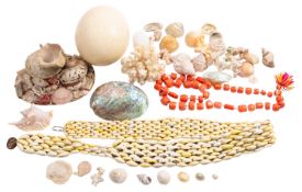 Natural History. A collection of sea shells, coral and other items