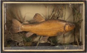 A late 19th/early 20th century cased taxidermy Tench , by T E Gunn taxidermist, Norwich,
