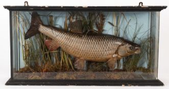 A cased taxidermy Stillwater Chub by Mr M Winston- Smith.