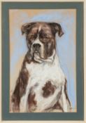 20th Century British school - Study of a Spaniel - Pastel - 36 x 28.5cm, 46.5 x 38.