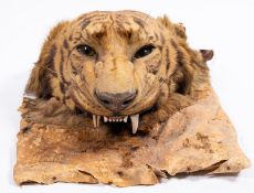 An early 20th century taxidermy tiger's head, unsigned,