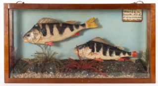 A cased pair of taxidermy Perch,
