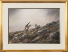 Ross (20th century) - Peregrine falcon striking a grouse - Gouache - Signed and dated '88 lower