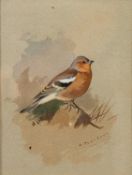 Archibald Thorburn (Scottish,