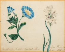 19th Century British school - A group of five botanical illustrations - Watercolour on paper,