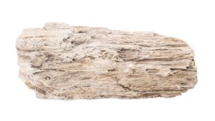 A fragment of prehistoric petrified tree trunk,