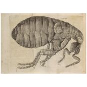 1745 ❧ HOOKE, ROBERT. 1635-1703. Micrographia Restaurata: or, the Copperplates of Dr. Hoo...