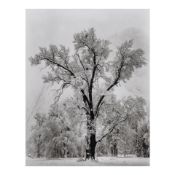 Ansel Adams (1902-1984); Oaktree, Snowstorm, Yosemite National Park, California;