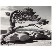 Ansel Adams (1902-1984); Jeffrey Pine, Sentinel Dome, Yosemite National Park, California;