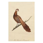 The Peacock Pheasant Company School, Calcutta, early 19th Century