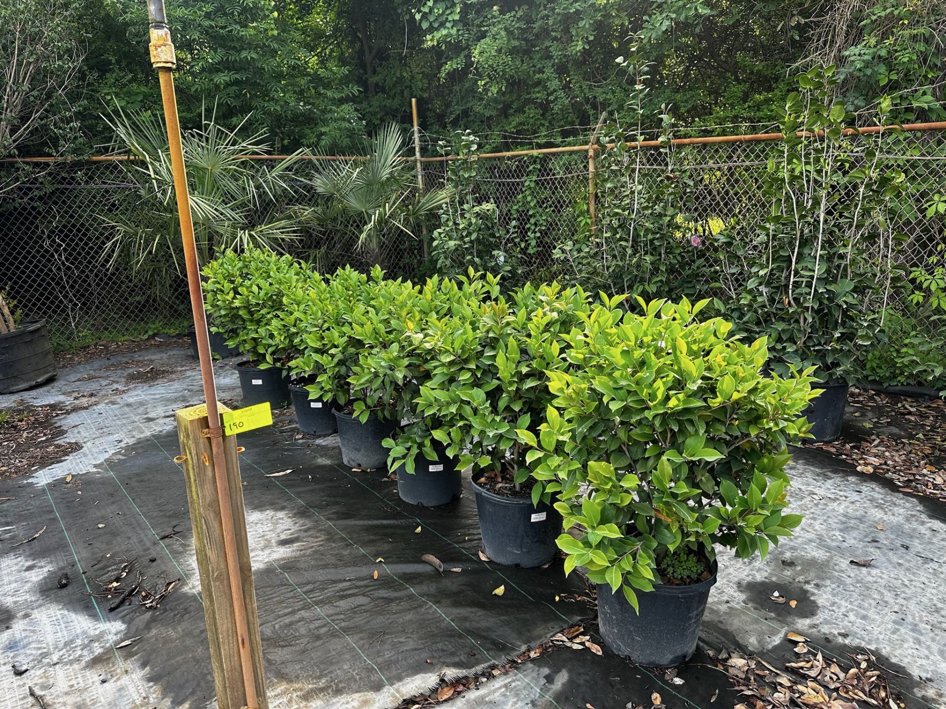 Trees and Large Bushes - Image 2 of 7