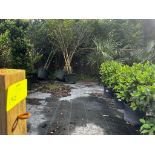 Trees and Large Bushes