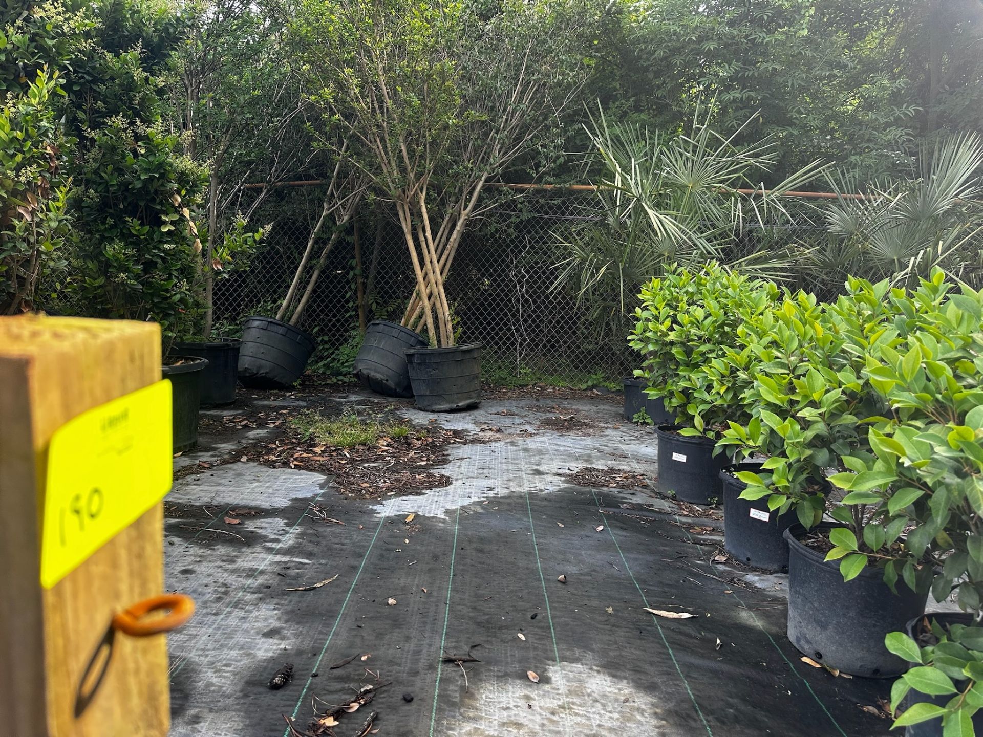 Trees and Large Bushes