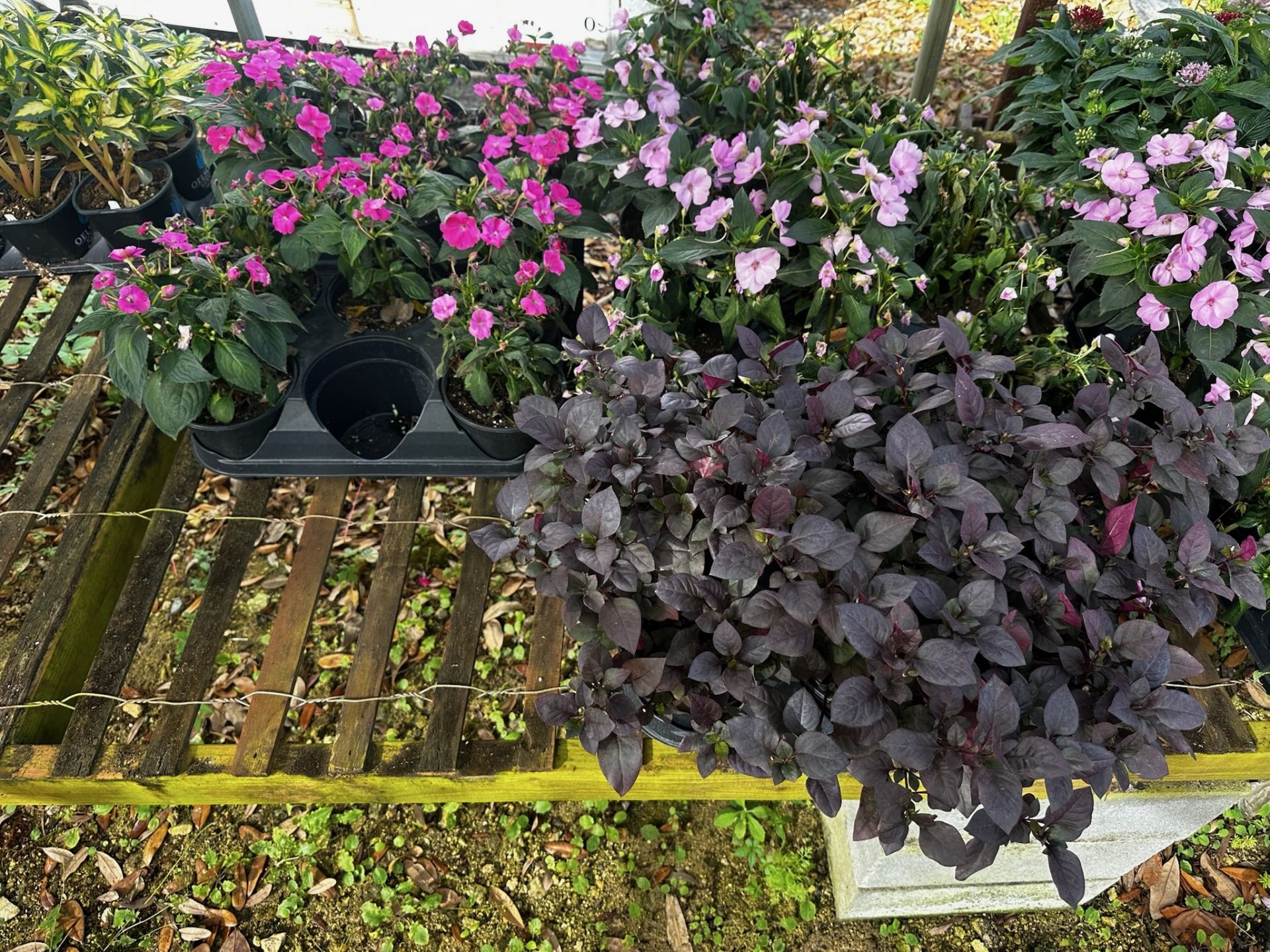 Assorted Plants - Image 8 of 14