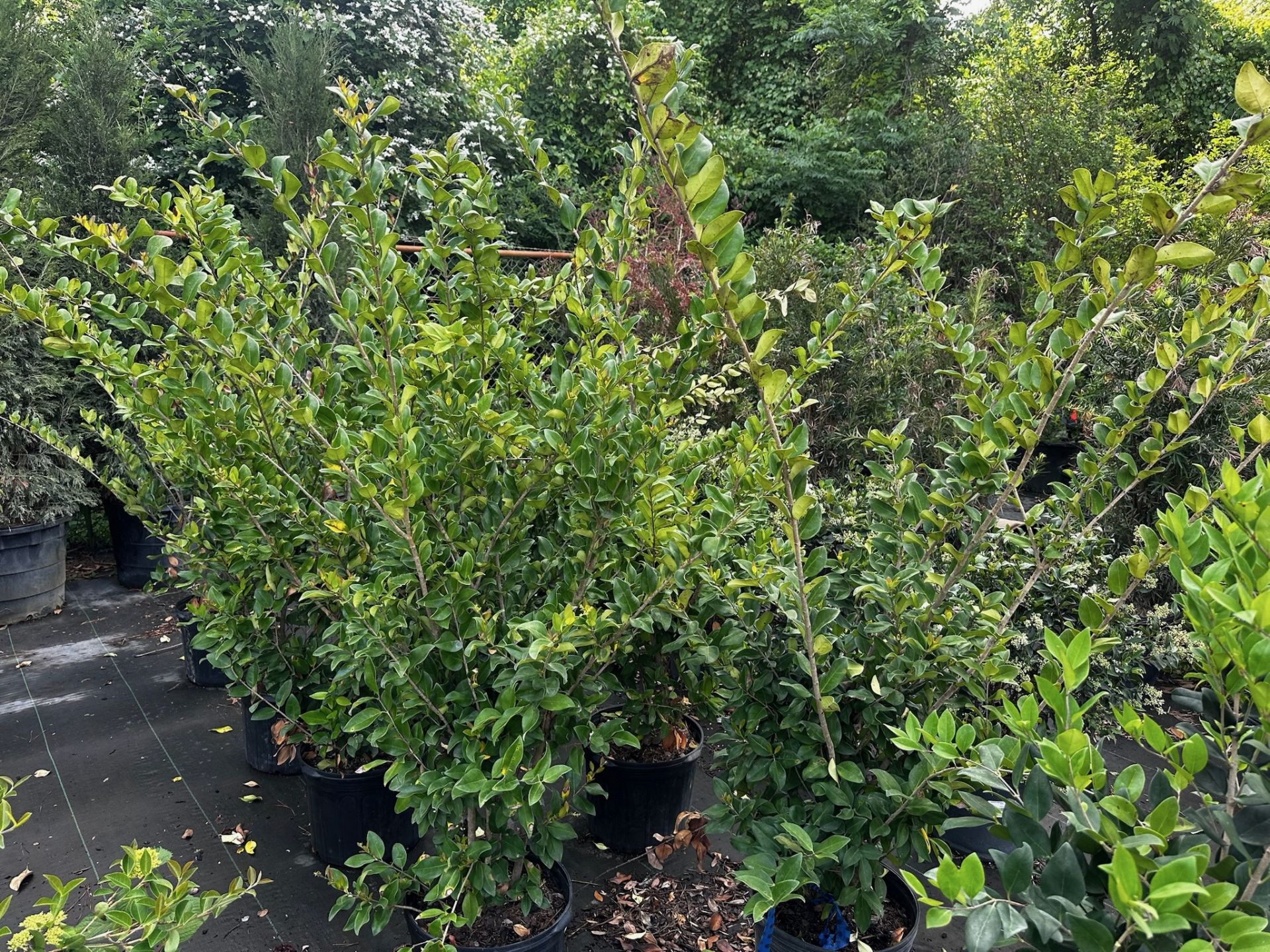 Decorative Bushes - Image 8 of 9