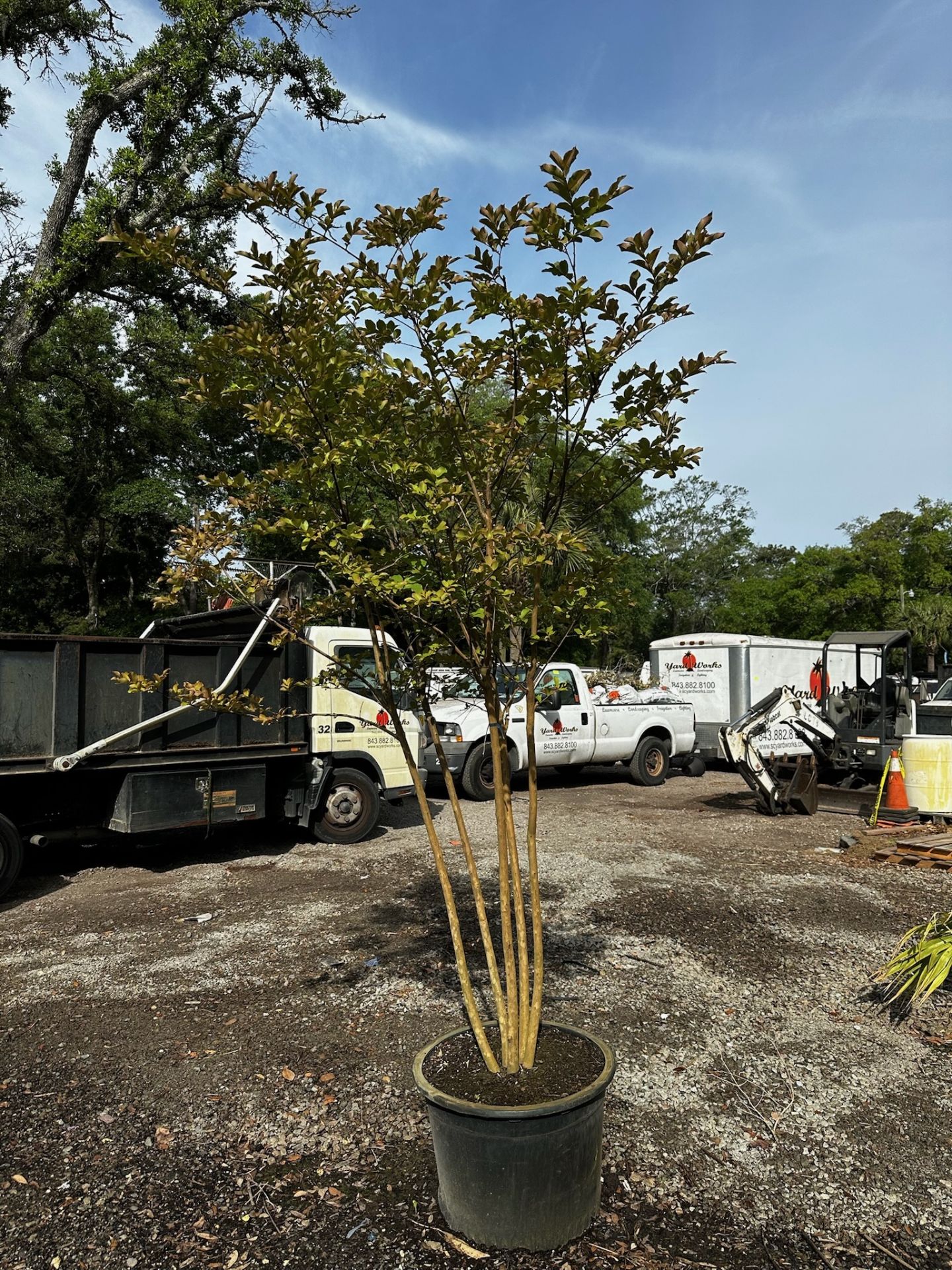 Crape Myrtle Tree - Image 2 of 3