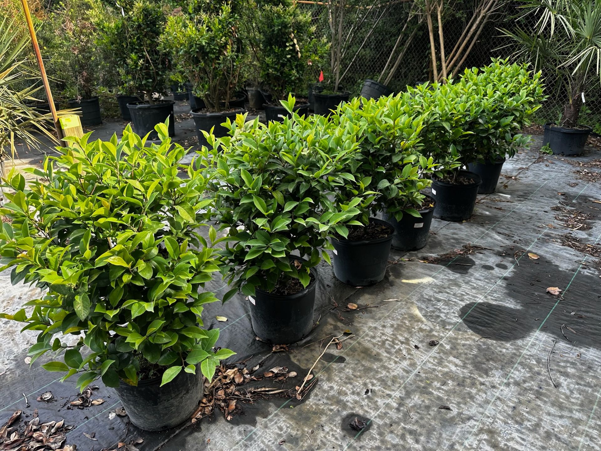 Trees and Large Bushes - Image 4 of 7