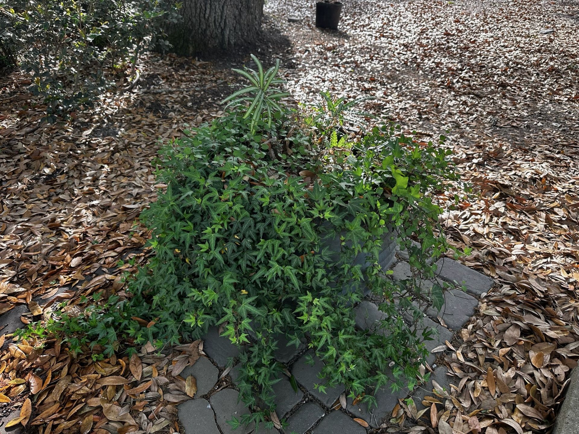 Concrete Planter with Plants - Image 2 of 3