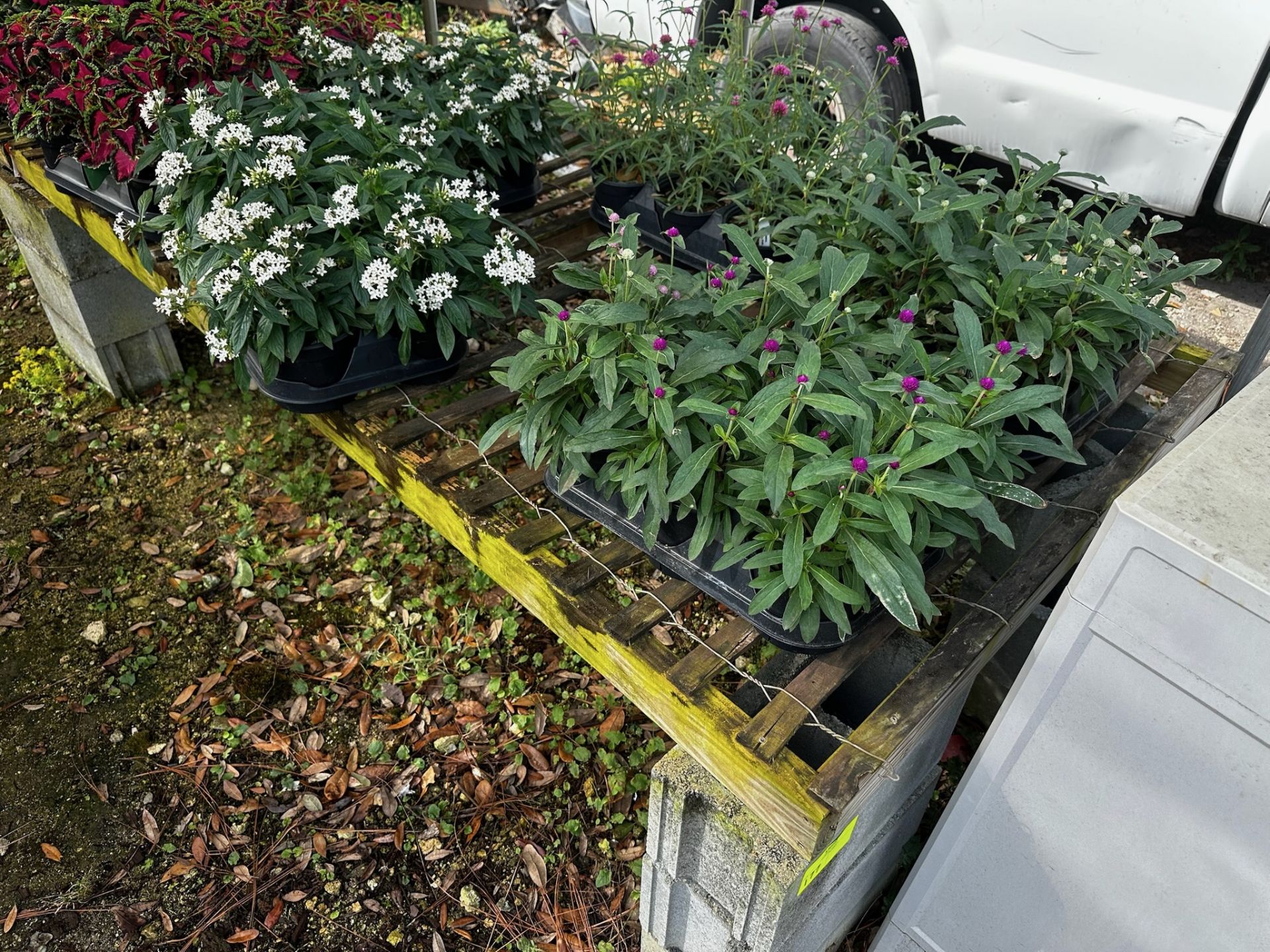 Assorted Plants - Image 4 of 14