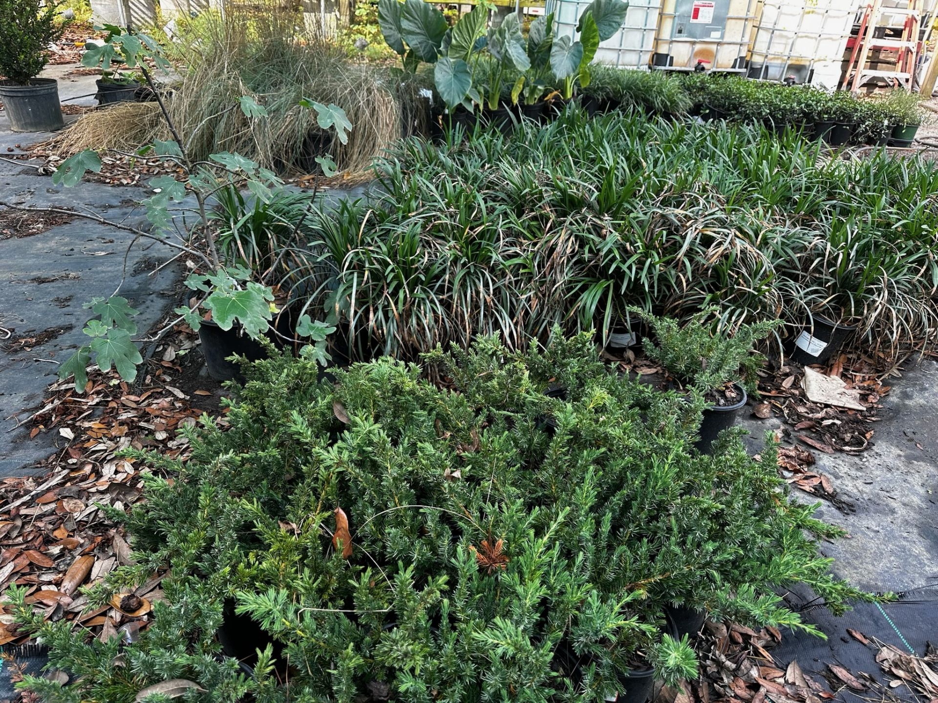 Assorted Landscaping Plants - Image 7 of 7