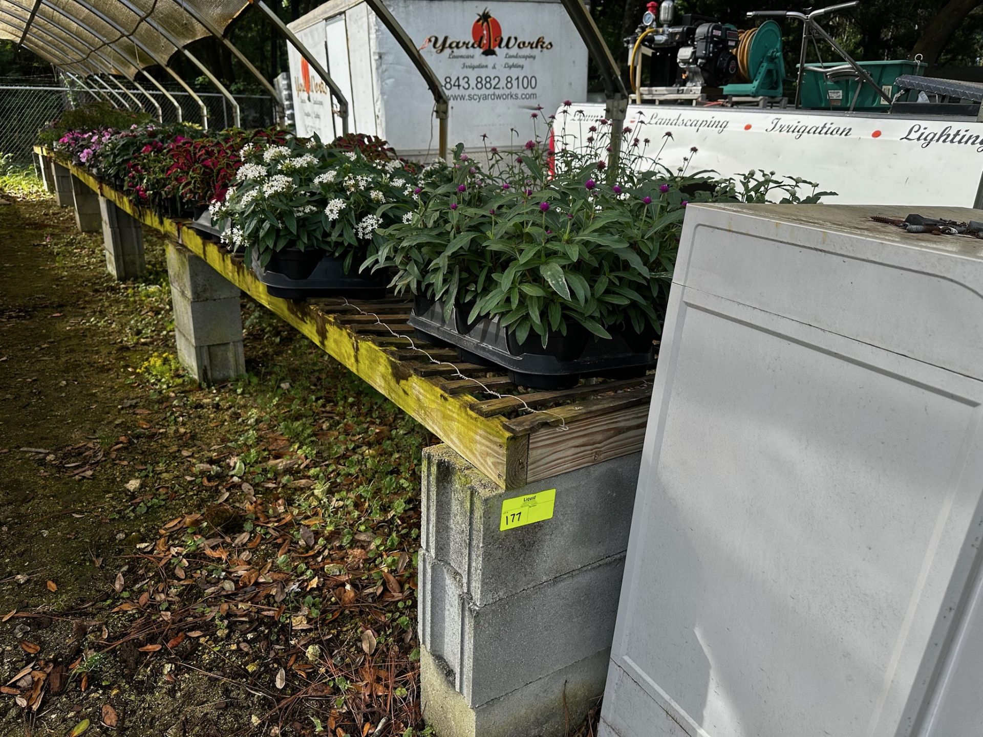 Assorted Plants