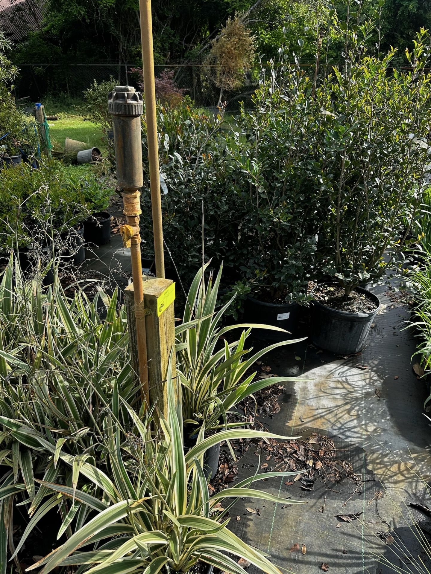 Assorted Landscaping Plants - Image 2 of 9