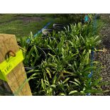 Assorted Landscaping Plants