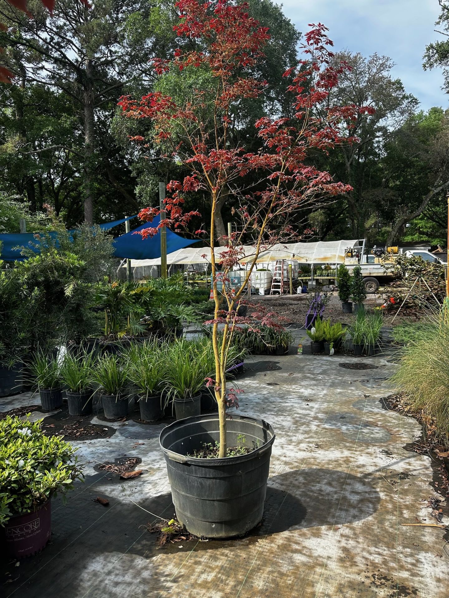 Japanese Maple - Image 3 of 3