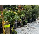 Assorted Landscaping Plants