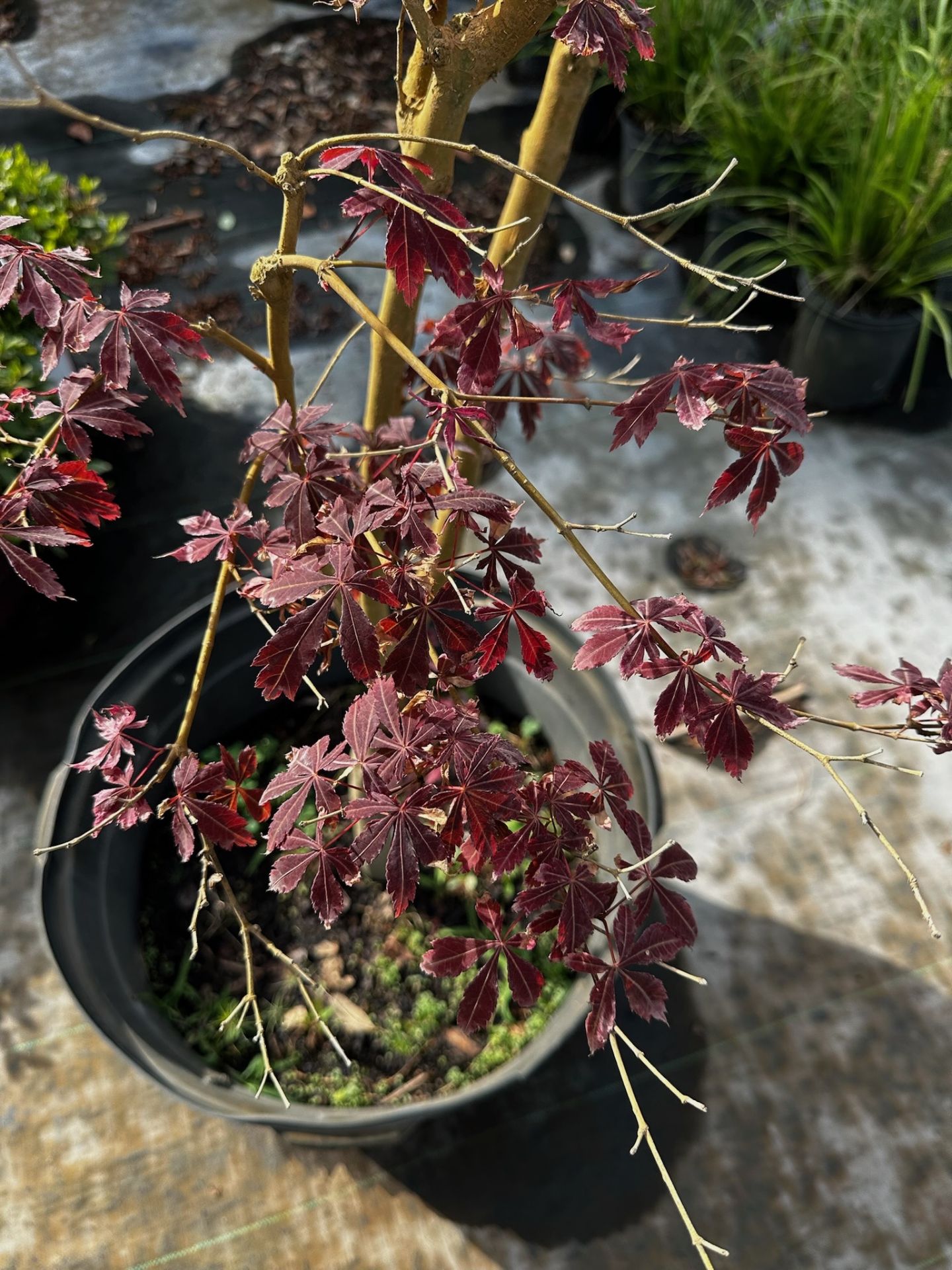 Japanese Maple - Image 2 of 3