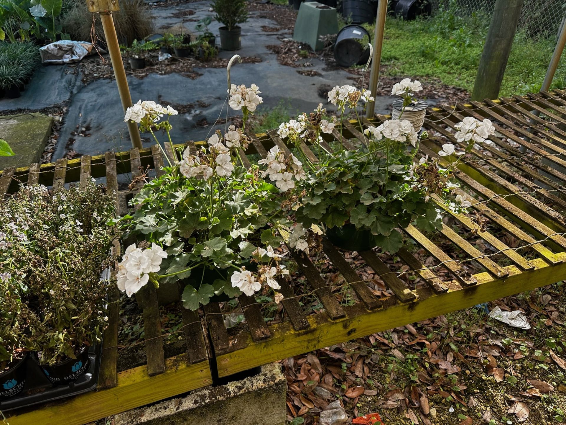 Assorted Plants - Image 10 of 11